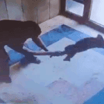 Başakşehir’de Bir Kediyi Acımasızca Yere Vuran Cani Hakkında Flaş Gelişme