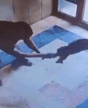 Başakşehir’de Bir Kediyi Acımasızca Yere Vuran Cani Hakkında Flaş Gelişme