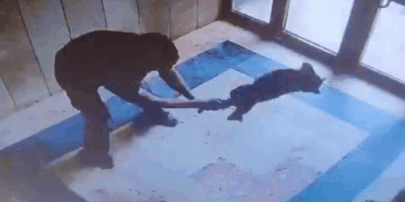 Başakşehir’de Bir Kediyi Acımasızca Yere Vuran Cani Hakkında Flaş Gelişme