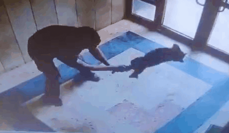 Başakşehir’de Bir Kediyi Acımasızca Yere Vuran Cani Hakkında Flaş Gelişme