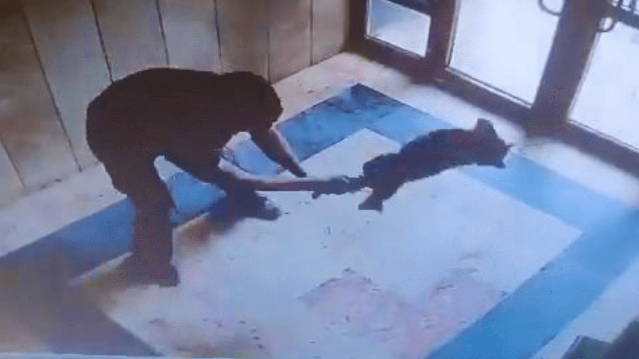 Başakşehir’de Bir Kediyi Acımasızca Yere Vuran Cani Hakkında Flaş Gelişme