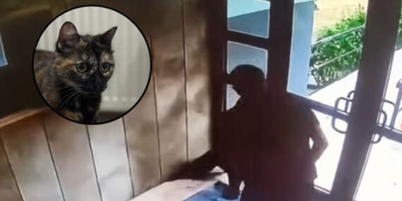 Başakşehir’deki Kedi Katili Hakkında Flaş Gelişme