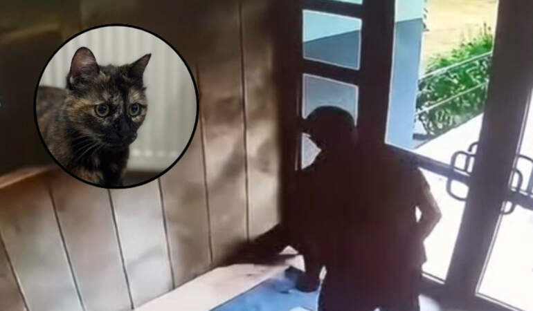 Başakşehir’deki Kedi Katili Hakkında Flaş Gelişme