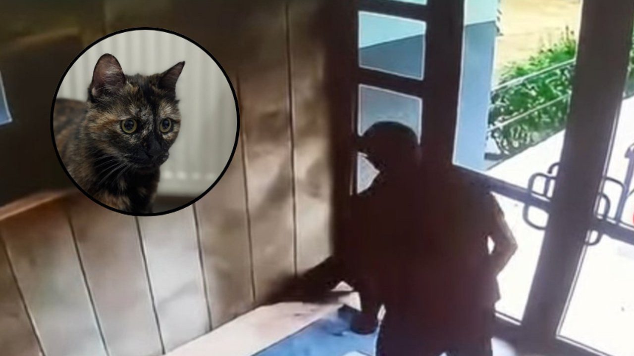 Başakşehir’deki Kedi Katili Hakkında Flaş Gelişme