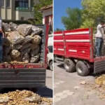 Bedava Patates Dağıtmıştı… Destek Bekleyen Çiftçiye Soruşturma Şoku!