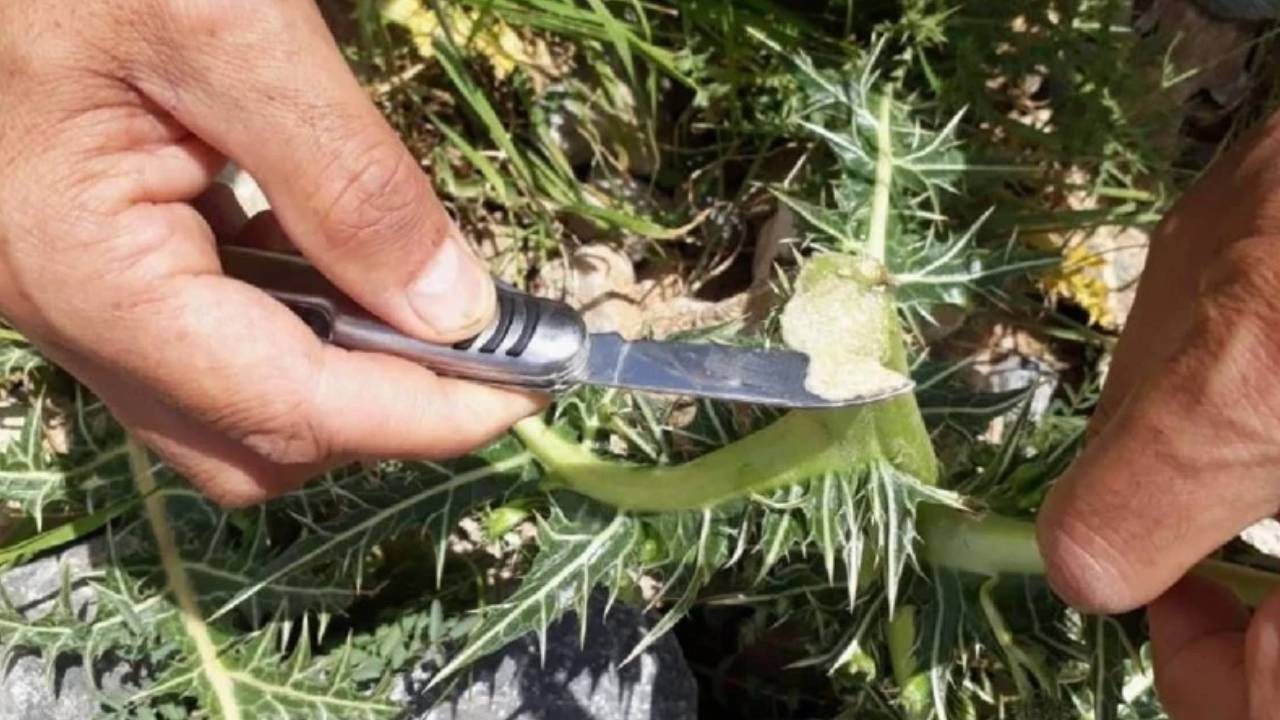 Bedava Toplanıyor, 10 Bin TL’ye Satılıyor! Kökünden Süt Fışkırıyor, Bulanı Zengin Ediyor