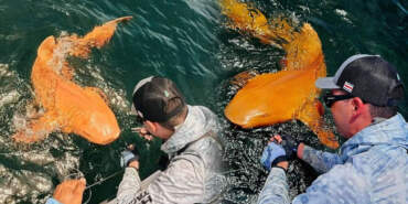 Bilim Dünyası Şaşkına Döndü! Karayipler’de Nadir Renkli Dev Köpek Balığı Yakalandı