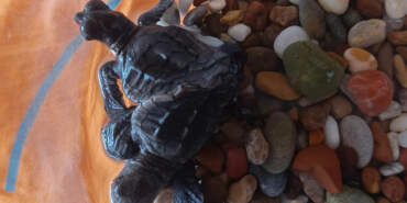 Bilim Dünyasını Heyecanlandıran Keşif! Türkiye’de İlk Kez Görüldü