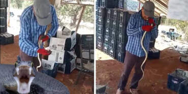 Burası Amerika Değil Türkiye! Serasında Elleriyle Yakaladı… Dev Yılana Önce Su İçirdi Ardından Öptü