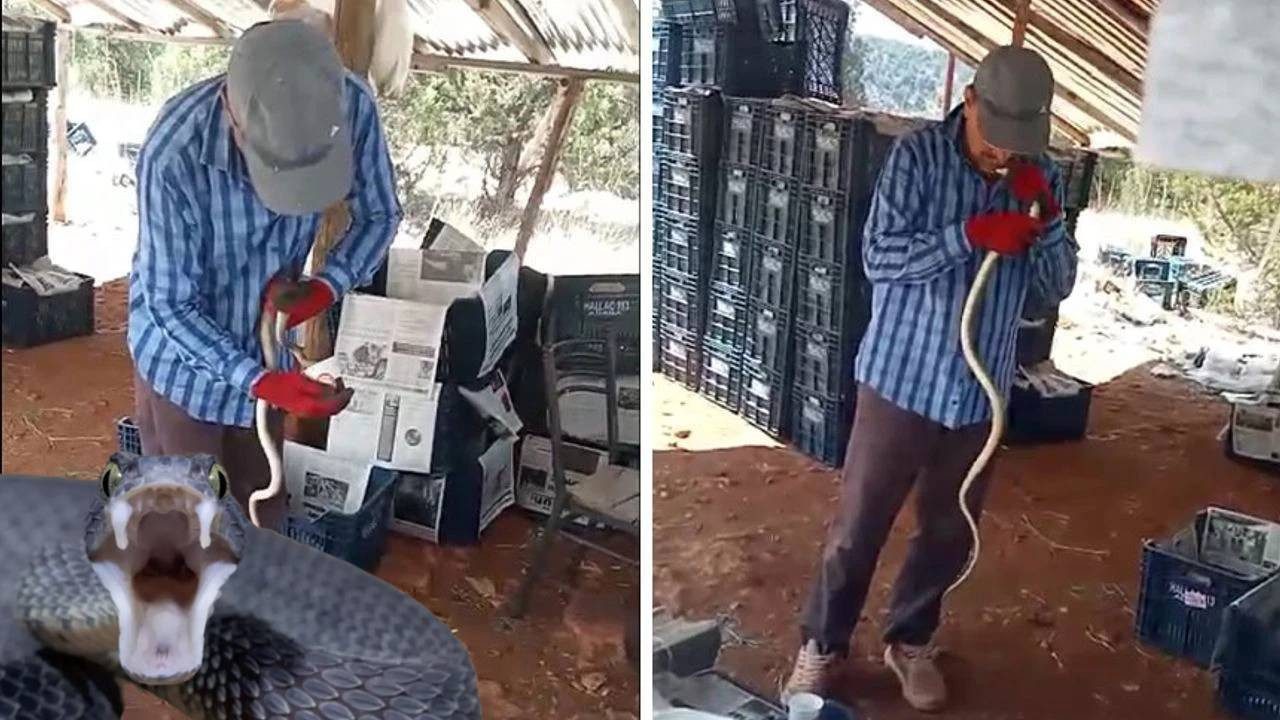 Burası Amerika Değil Türkiye! Serasında Elleriyle Yakaladı… Dev Yılana Önce Su İçirdi Ardından Öptü