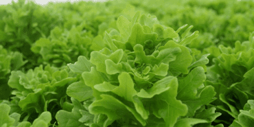 Çöpe Meğer Altın Atıyormuşuz! 1 Bardak Suda Yeniden Filizleniyor, 10 Günde Hasat Ediliyor