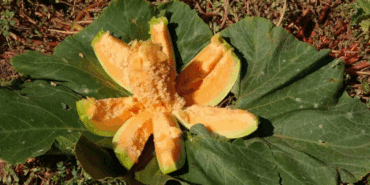 DNA’sı Sadece O İlçemize Özgü: Başka İlçeye Ekilince Kavuna Dönüşüyor! Yer Muzunda Hasat Başladı: Tadına Bakan Şaşıp Kalıyor