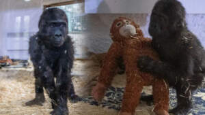 Doğal Ortamına Bırakılmaması Soru İşareti Yaratmıştı: Goril ‘Zeytin’ Neden Şimdi İade Edildi?