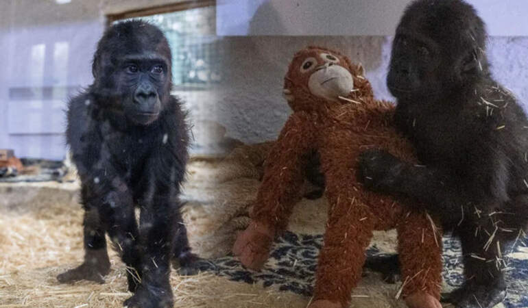 Doğal Ortamına Bırakılmaması Soru İşareti Yaratmıştı: Goril ‘Zeytin’ Neden Şimdi İade Edildi?