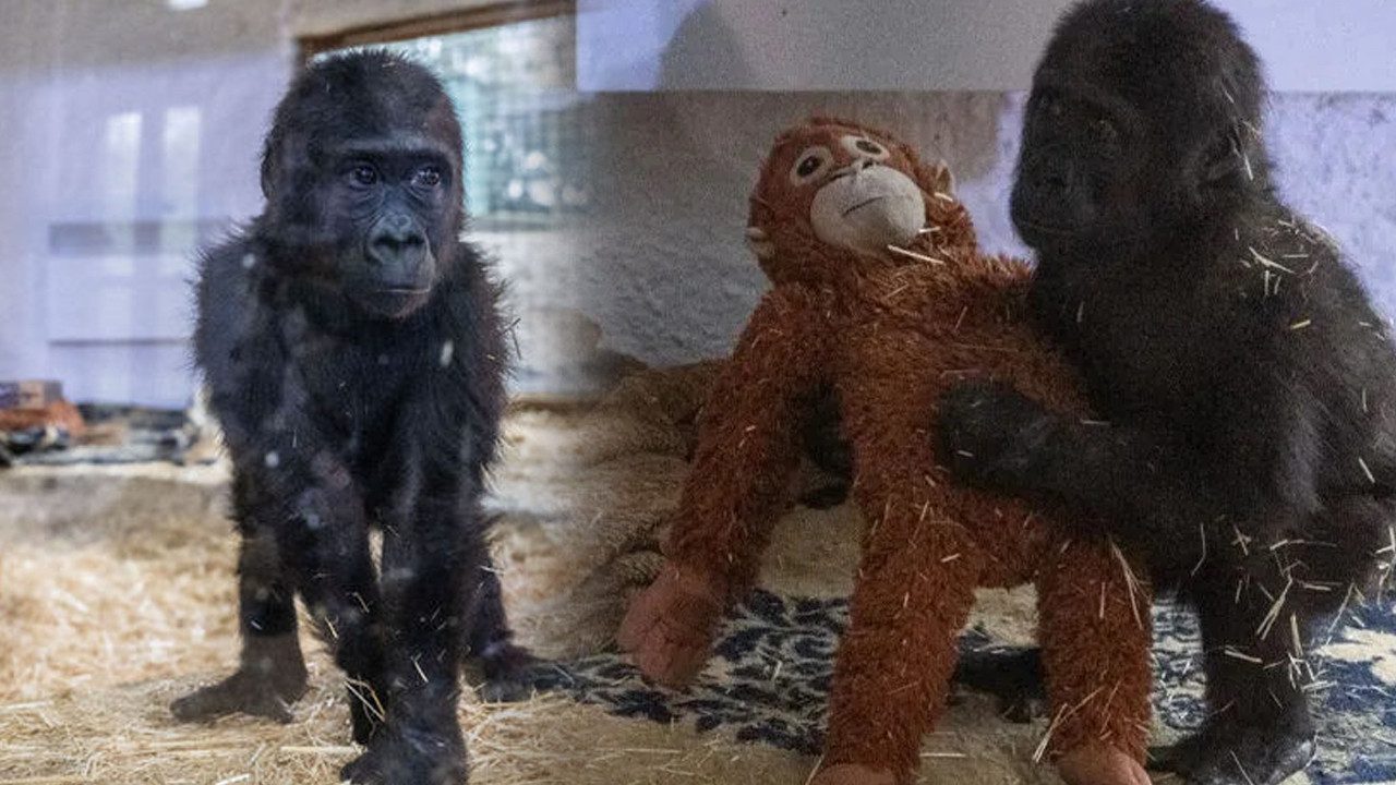 Doğal Ortamına Bırakılmaması Soru İşareti Yaratmıştı: Goril ‘Zeytin’ Neden Şimdi İade Edildi?