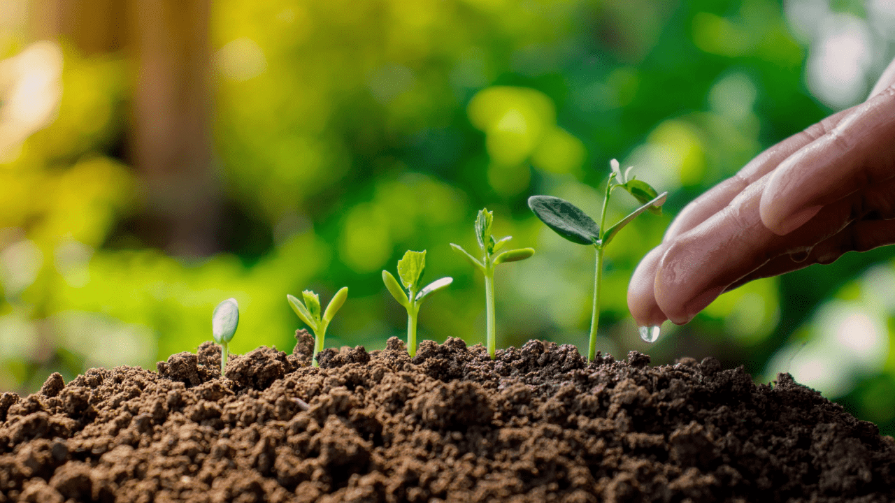 Ağustos 2025 Ay Takvimi: Bereketli Hasat İçin Hangi Günde Ne Yapılmalı?