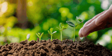 Eylül Ayında Hangi Bitkiler Ekilir? Baharda Çiçeğe, Yazın Meyveye Doyacaksınız