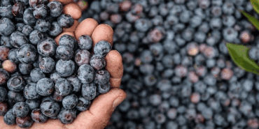 ‘İmkansız’ Denileni Başardı! Asitli Toprakta Rekor Hasat Bekliyor! Kilosu 400 Liradan Satılıyor
