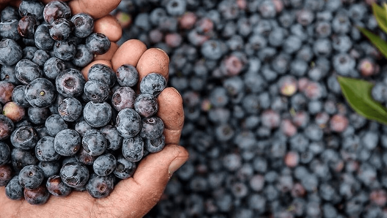 ‘İmkansız’ Denileni Başardı! Asitli Toprakta Rekor Hasat Bekliyor! Kilosu 400 Liradan Satılıyor
