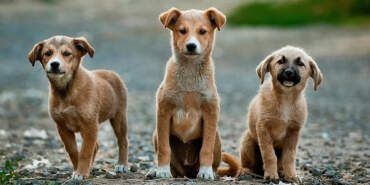 İstanbul Valiliği’nden Sokak Hayvanları İçin Talimat! Tüm Kaymakamlıklara Yazı Gönderildi