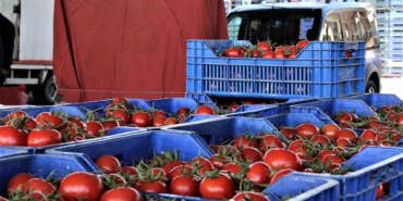İstanbul’da Yürek Yakan Görüntüler: Kasalarca Domatesi Çöpe Attılar, Yaşlı Kadın Oradan Topladı