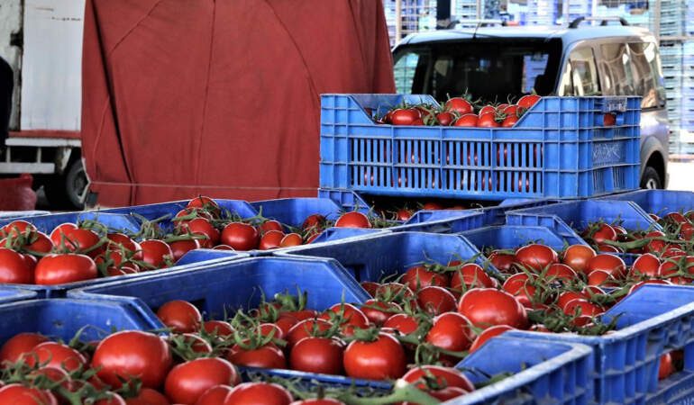 İstanbul’da Yürek Yakan Görüntüler: Kasalarca Domatesi Çöpe Attılar, Yaşlı Kadın Oradan Topladı