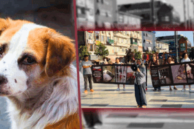 İstanbul’un Ortasında 300 Günlük Vicdan Nöbeti! Gönüllüler Hekimbaşı Barınağı İçin Ayakta