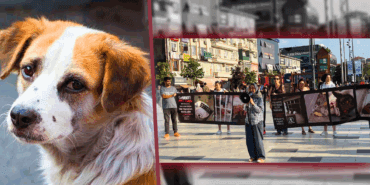 İstanbul’un Ortasında 300 Günlük Vicdan Nöbeti! Gönüllüler Hekimbaşı Barınağı İçin Ayakta