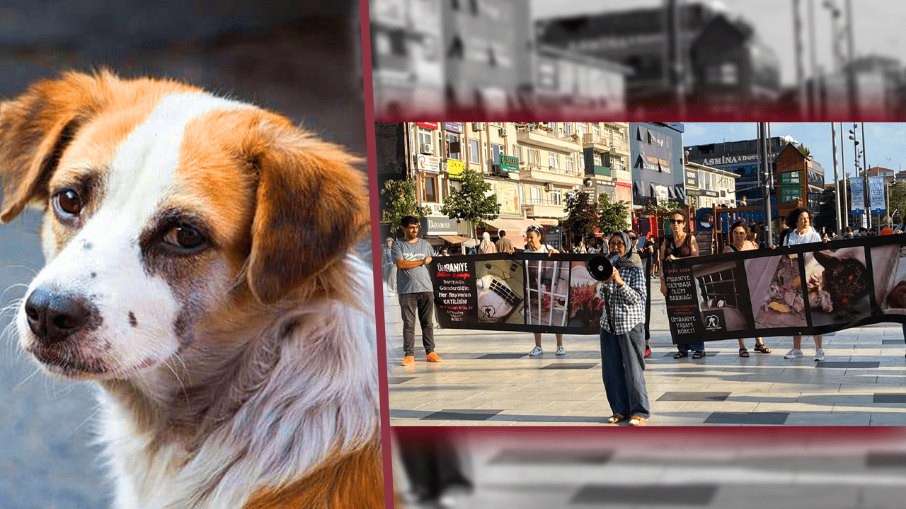 İstanbul’un Ortasında 300 Günlük Vicdan Nöbeti! Gönüllüler Hekimbaşı Barınağı İçin Ayakta