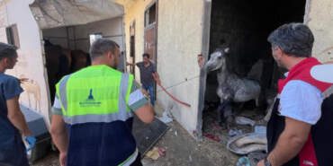 Açlıktan Ölüme Terk Edilen Atlar Kurtarıldı! TJK’dan Açıklama