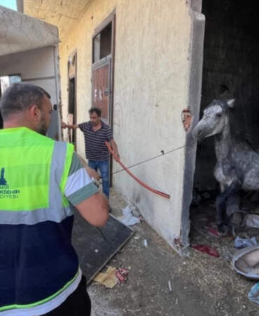 Açlıktan Ölüme Terk Edilen Atlar Kurtarıldı! TJK’dan Açıklama