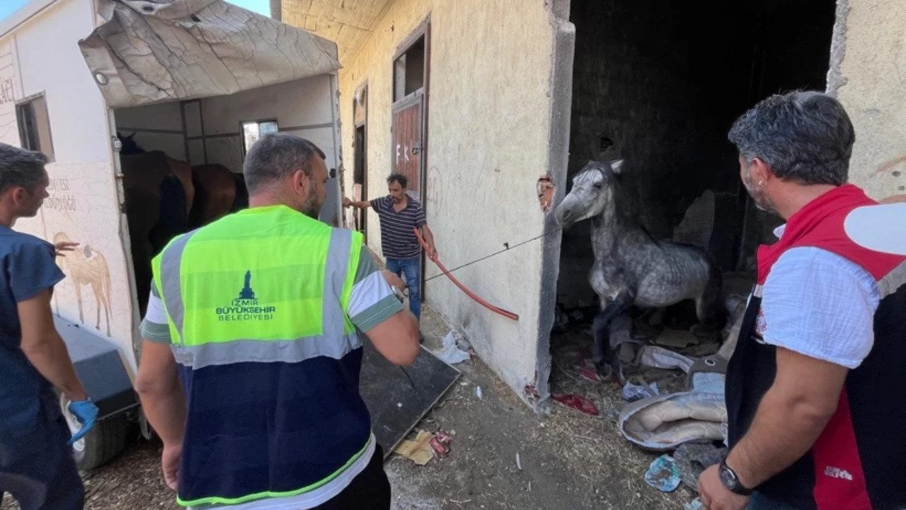 Açlıktan Ölüme Terk Edilen Atlar Kurtarıldı! TJK’dan Açıklama