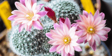 Kaktüsleri Çiçekle Donatıyor, 1 Damlası Yetiyor! Her Evde Bulunuyor