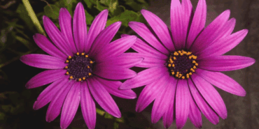 Ne Bahçenize Ne Balkonunuza Sokmamanız Gereken 6 Tehlikeli Çiçek! Görünüşü Sizi Aldatmasın