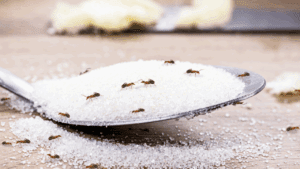 Ne Çöp Kovasında Ne Tezgahta Ne Parkede Gezecekler! Karıncalara Karşı Etkili Doğal Yöntem Belli Oldu