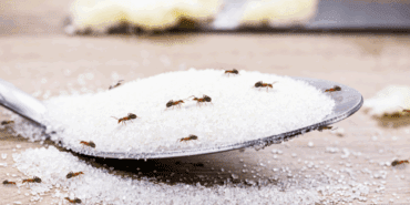 Ne Çöp Kovasında Ne Tezgahta Ne Parkede Gezecekler! Karıncalara Karşı Etkili Doğal Yöntem Belli Oldu