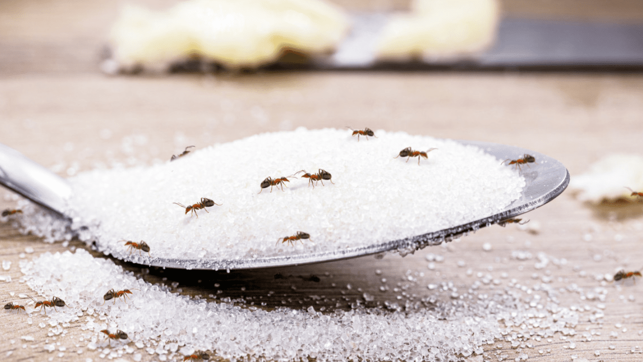 Ne Çöp Kovasında Ne Tezgahta Ne Parkede Gezecekler! Karıncalara Karşı Etkili Doğal Yöntem Belli Oldu