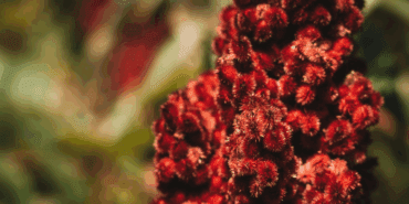 “Padişah Baharatı” Olarak Biliniyor, Faydaları Saymakla Bitmiyor!