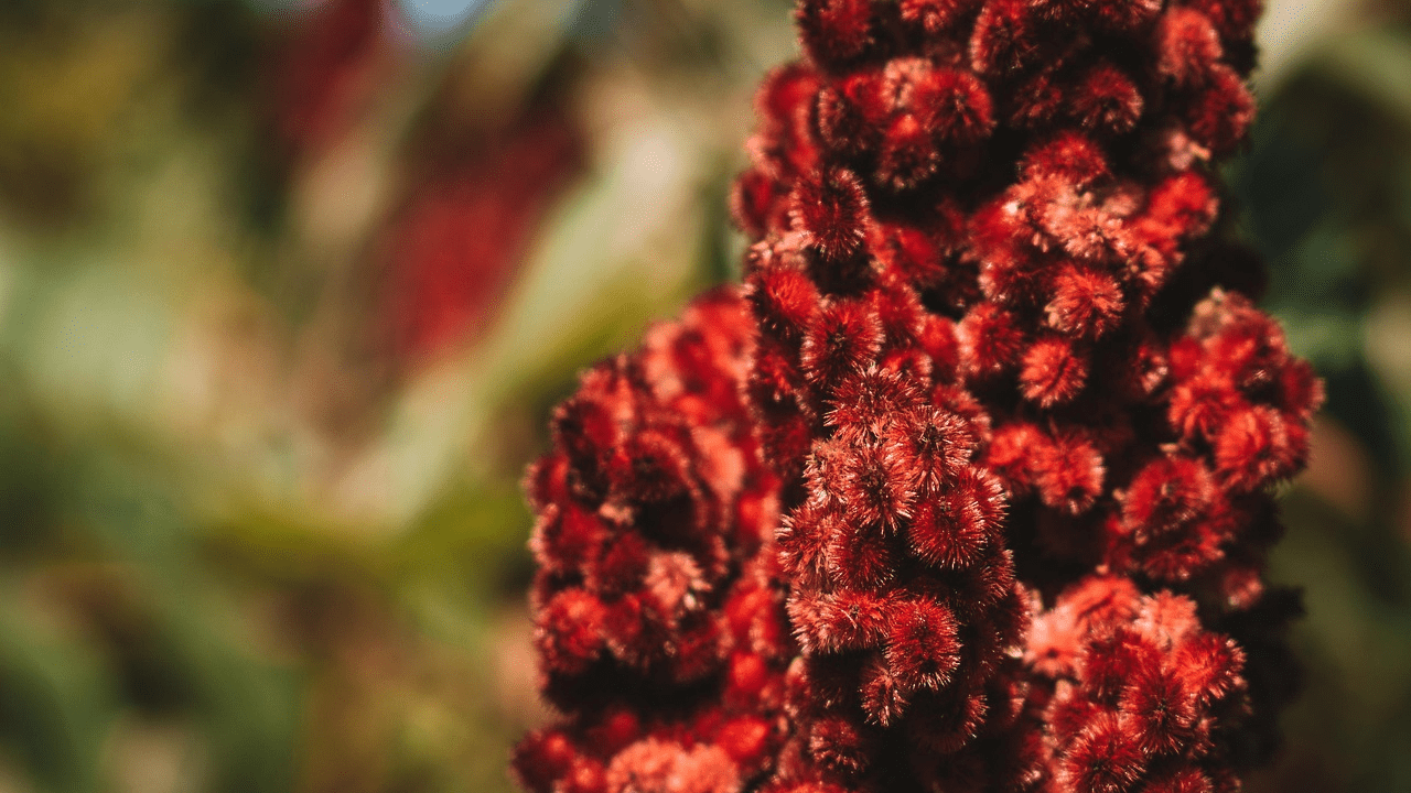 “Padişah Baharatı” Olarak Biliniyor, Faydaları Saymakla Bitmiyor!