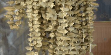 Sezonu 5 Bin Liradan Açtı, Gram Altını Solladı! Yeşil Altında Hasat Başladı