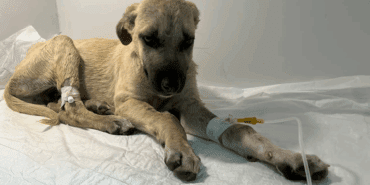 Sivas’ta Dakikalarca Darp Edilen Mucize’nin Sağlık Durumu Nasıl Oldu? Minik Patileriyle Hayata Tutunan Minik Savaşçı