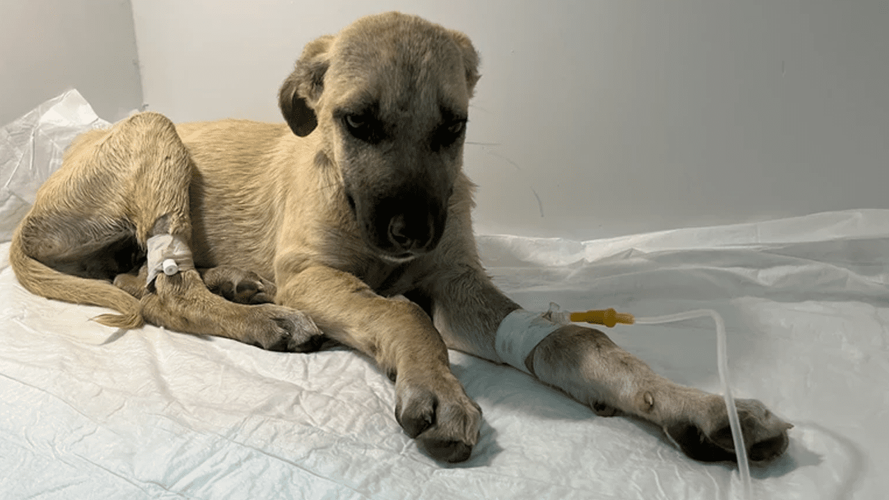 Sivas’ta Dakikalarca Darp Edilen Mucize’nin Sağlık Durumu Nasıl Oldu? Minik Patileriyle Hayata Tutunan Minik Savaşçı