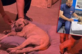 Sivas’ta Dakikalarca Şiddet Gören Köpekten Haber Var: ‘Dört Pati’yle Yaşama Tutunuyor