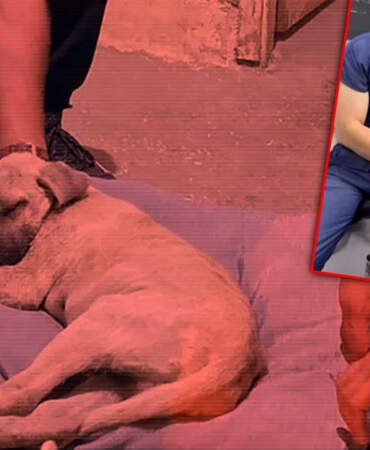 Sivas’ta Dakikalarca Şiddet Gören Köpekten Haber Var: ‘Dört Pati’yle Yaşama Tutunuyor