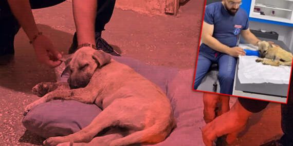 Sivas’ta Dakikalarca Şiddet Gören Köpekten Haber Var: ‘Dört Pati’yle Yaşama Tutunuyor