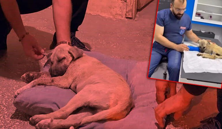 Sivas’ta Dakikalarca Şiddet Gören Köpekten Haber Var: ‘Dört Pati’yle Yaşama Tutunuyor
