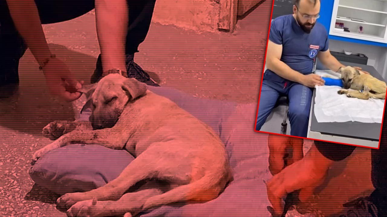 Sivas’ta Dakikalarca Şiddet Gören Köpekten Haber Var: ‘Dört Pati’yle Yaşama Tutunuyor