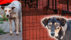 ‘Sokağın Ruhu’ Eksiliyor!  Köşe Başında Bekleyen Masumlar Arnavutköy’de Toplanmaya Başladı