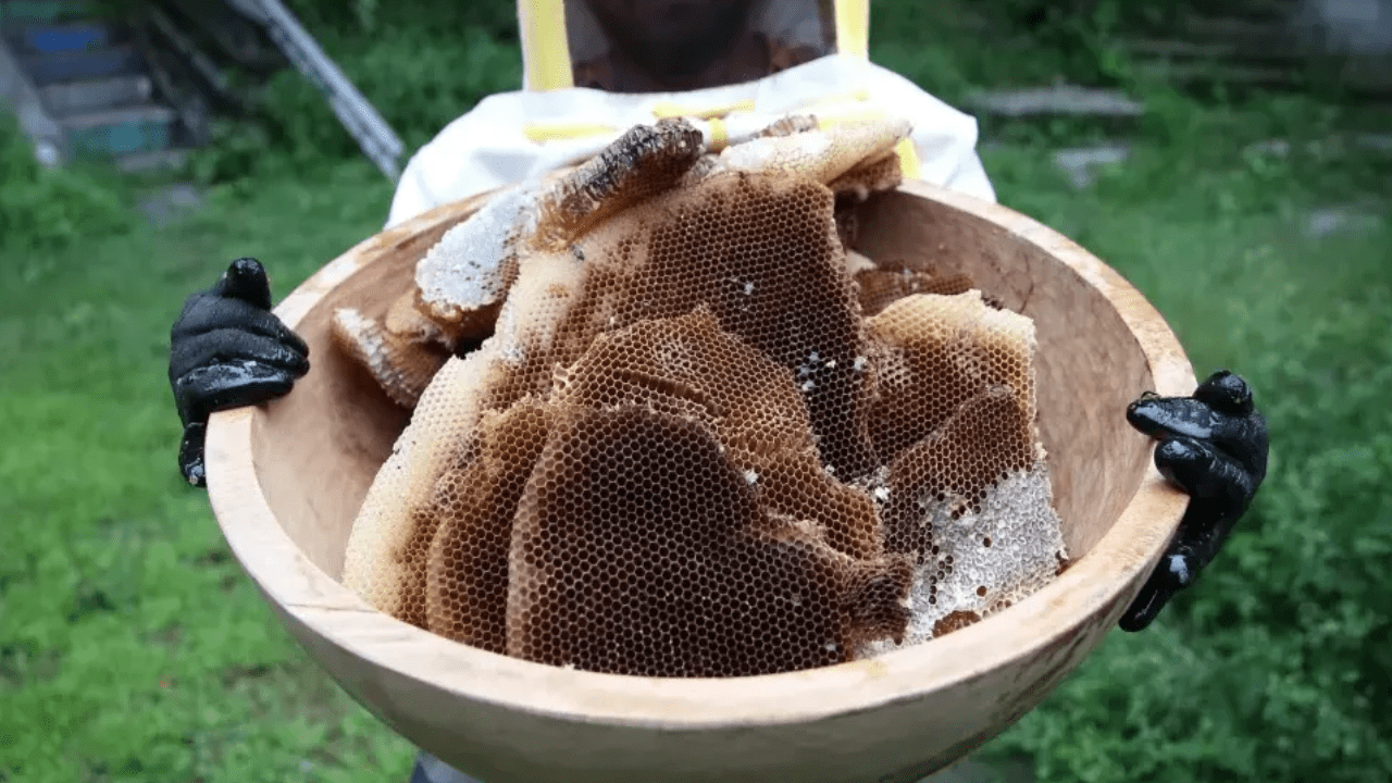 Son 50 Yılın En Verimli Hasadı Oldu! Fiyatı 6 Bin Liradan Satılıyor: Bir Damlası Altın Değerinde