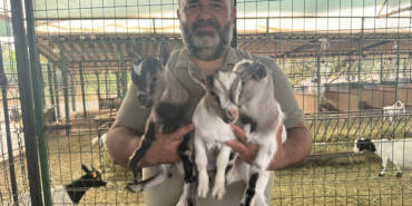 Sosyal Medyayı Güldüren Görüntüler… Antalya’da Başına Poşet Geçen Cüce Keçi Sürüyü Korkuttu